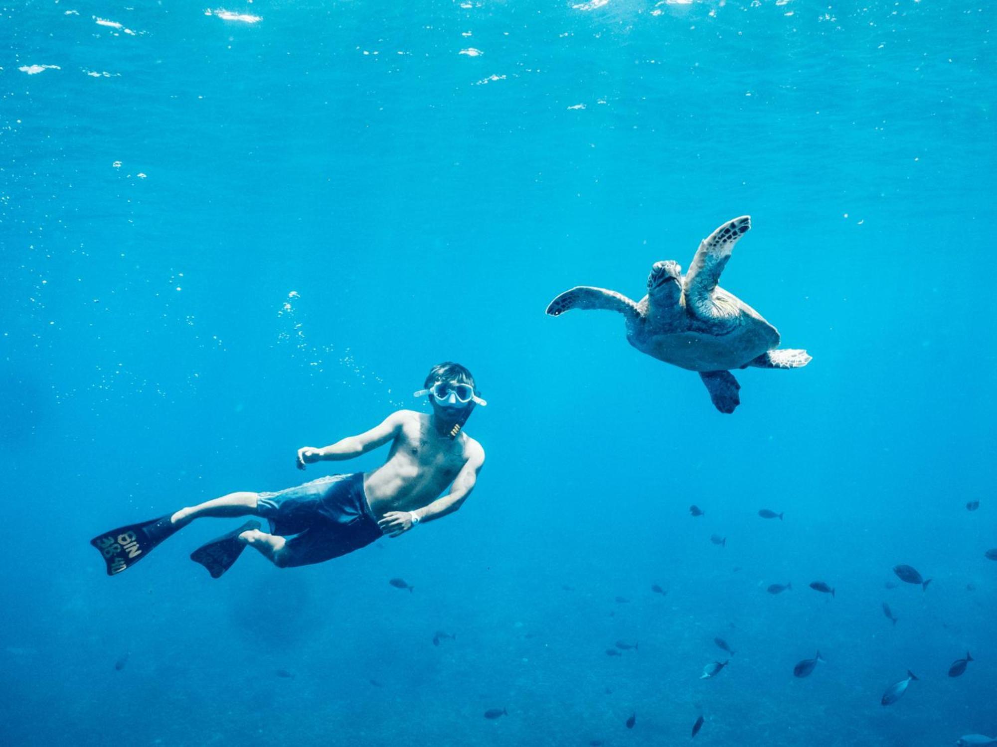 Albergue Mad Monkey Gili Trawangan Exterior foto A green sea turtle and a free-diver